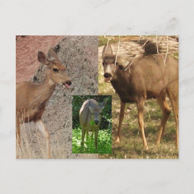 Deer Raspberries III Postcard (Front)