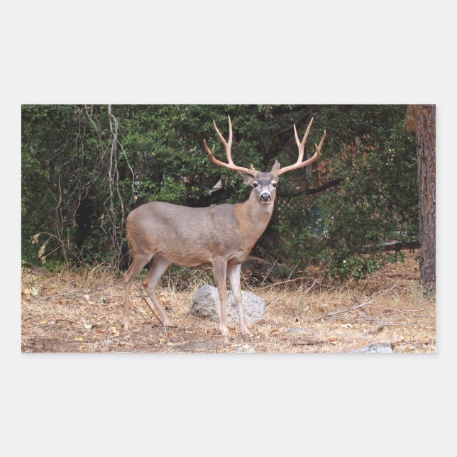 Deer Rectangle Sticker (Front)
