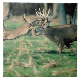 Deer running in forest tile