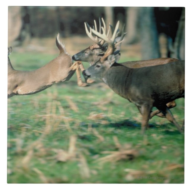 Deer running in forest tile (Front)