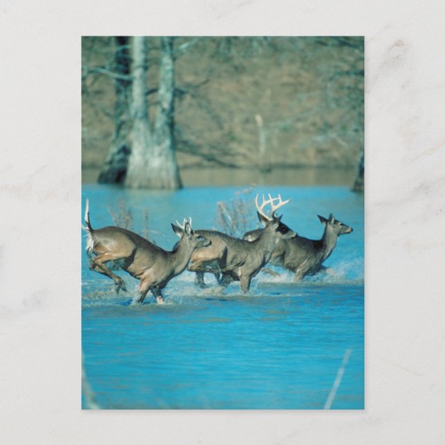 Deer running in water postcard (Front)