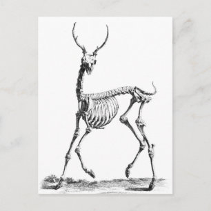 Deer Skeleton postcard