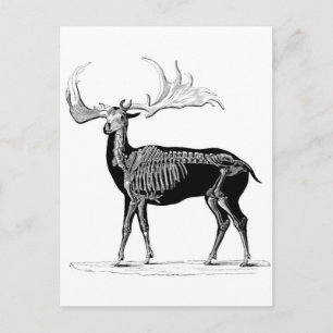 Deer skeleton postcard