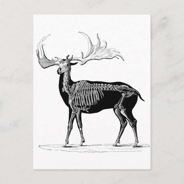Deer skeleton postcard (Front)