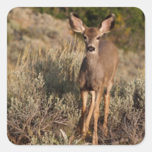 Deer Square Sticker