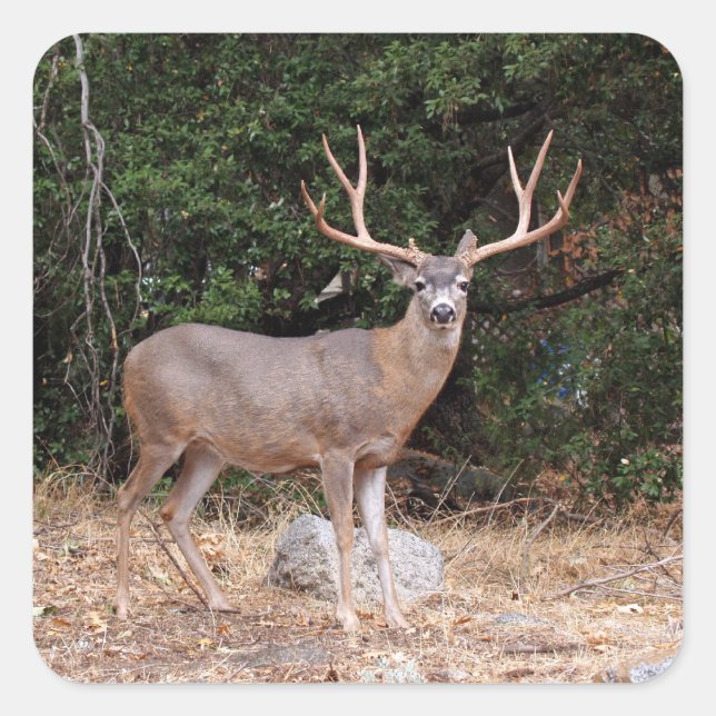 Deer Square Sticker (Front)