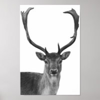 Deer Stag Black White Cabin Style Poster