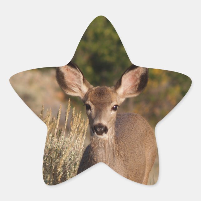 Deer Star Sticker (Front)