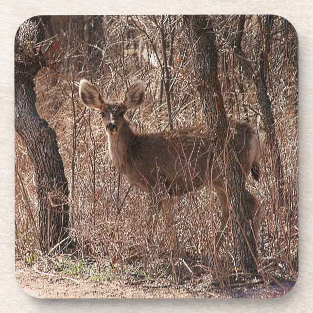 Deer Stare Coaster (Front)