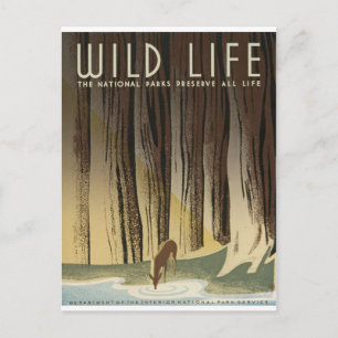 Deer & Stream Postcard