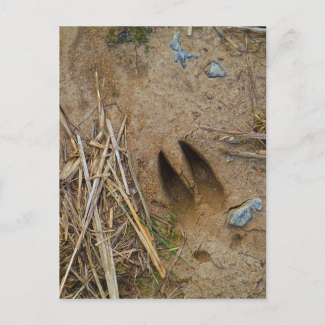 deer track postcard (Front)