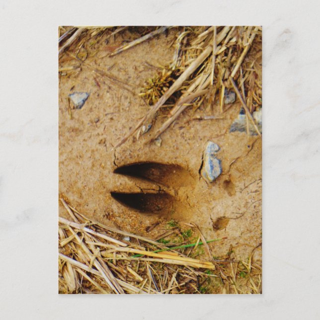 Deer Track Postcard (Front)