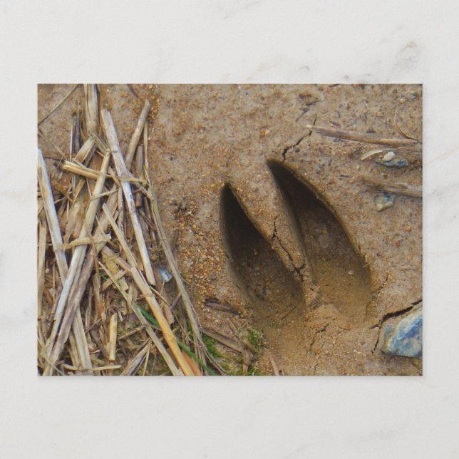 deer track postcard (Front)