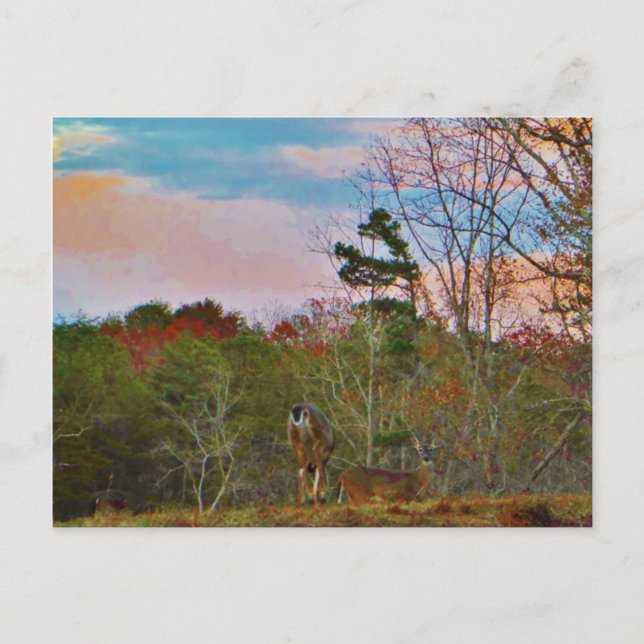 Deer with a Pink blue sky Postcard (Front)