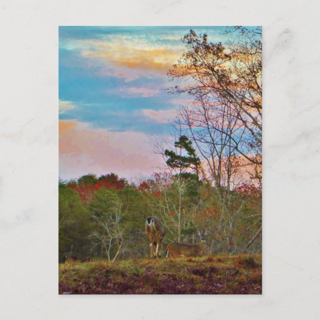 Deer with a Pink blue sky Postcard (Front)