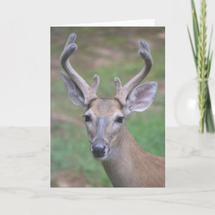Deer with Antlers Card