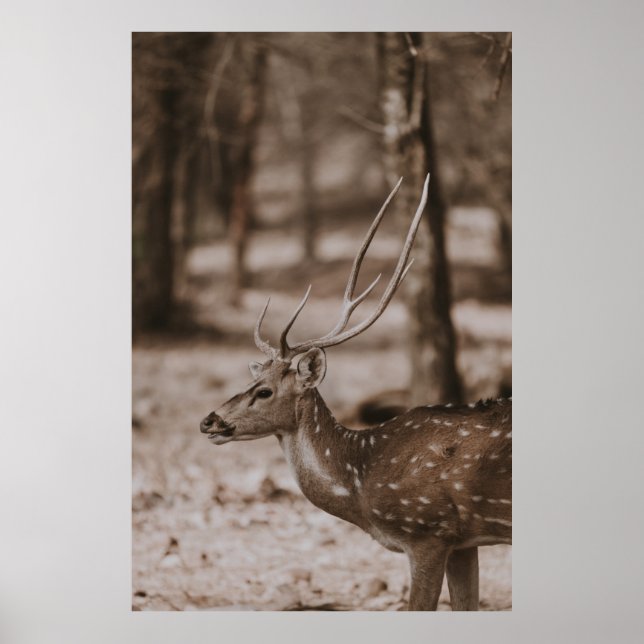 DEER WITH ANTLERS POSTER (Front)