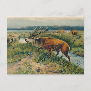Deers by Dawn's Early Light Postcard