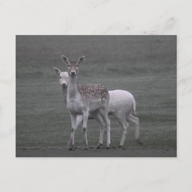 Deers Postcard (Front)