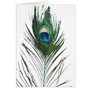 Defused Peacock Feather