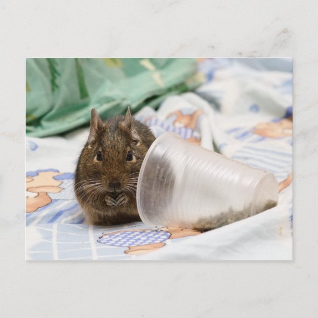 Degu Gnawing Her Food on the Bed Postcard (Front)