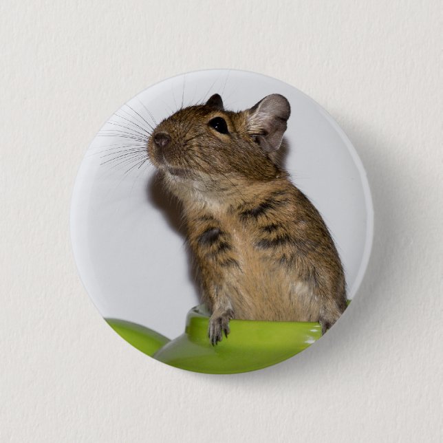 Degu in Green Photograph 2 Inch Round Button (Front)