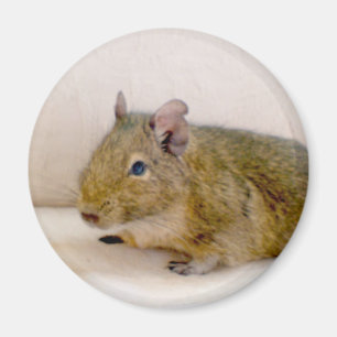 Degu Magnet