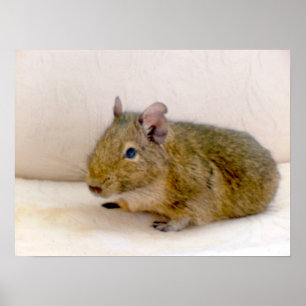 Degu Print