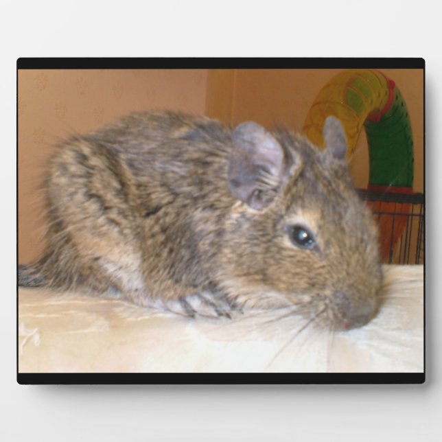 Degu Relaxing Plaque (Front)