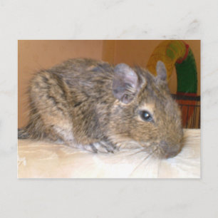 Degu relaxing Postcard