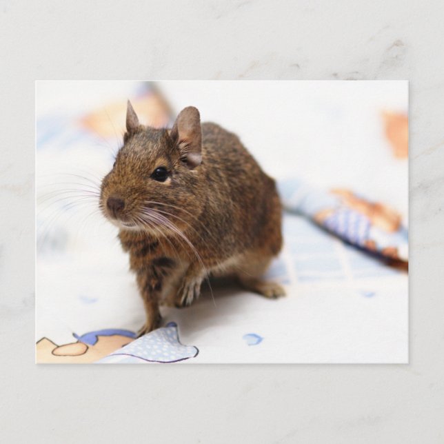 Degu Standing on the Bedsheet Postcard (Front)
