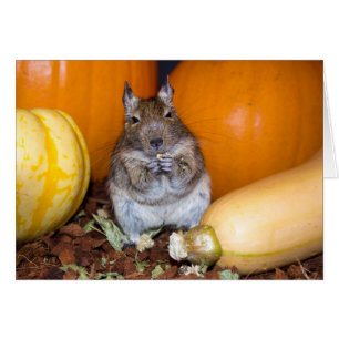 Degu with Pumpkin & Squash