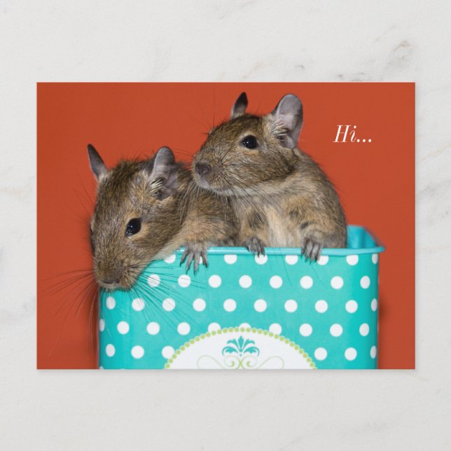 Degus Inside Coffee Tin 'Hi' Postcard (Front)