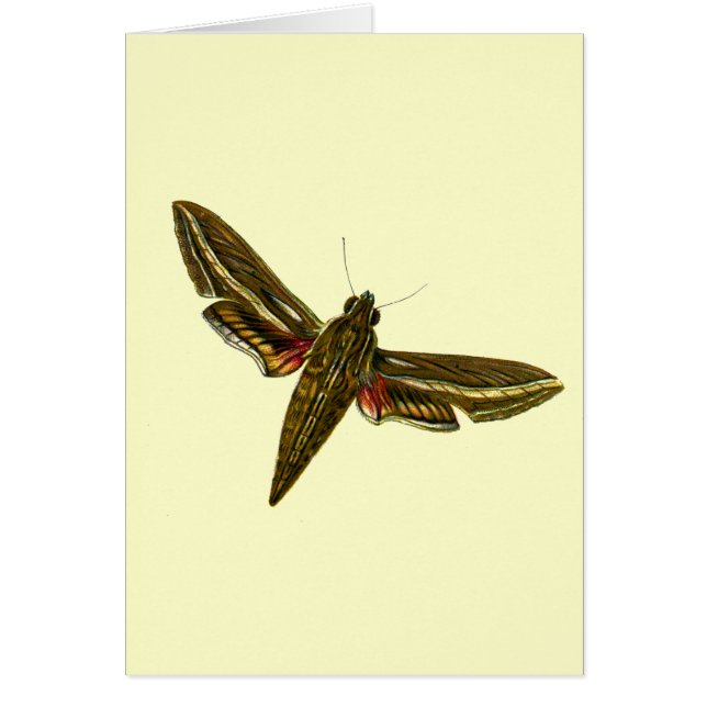 Deilephila celerio - Vine Hawk-Moth (Front)