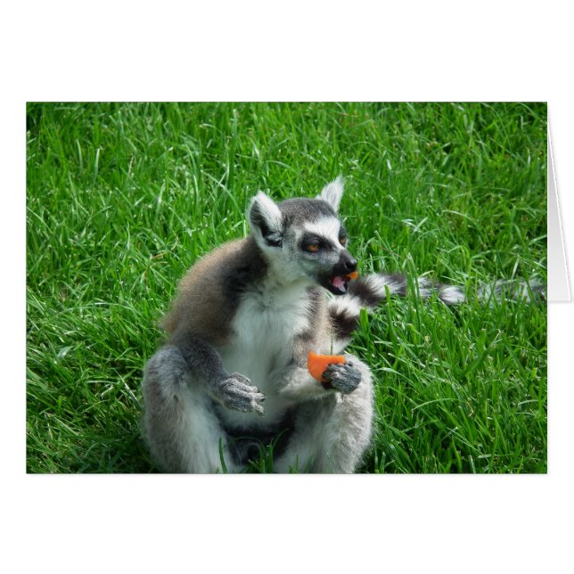 Déjeuner Lemur (Devant horizontal)
