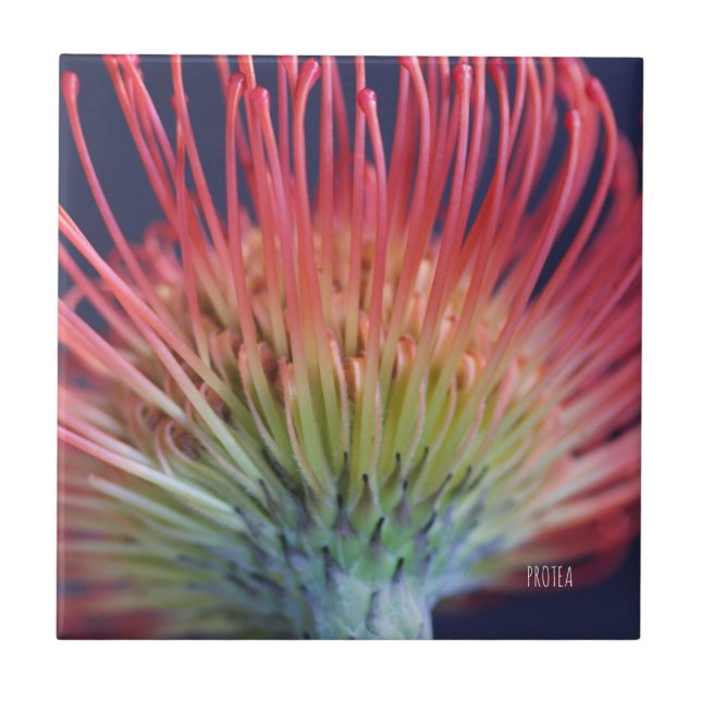 DEKO FLIESE "PROTEA" TILE (Front)