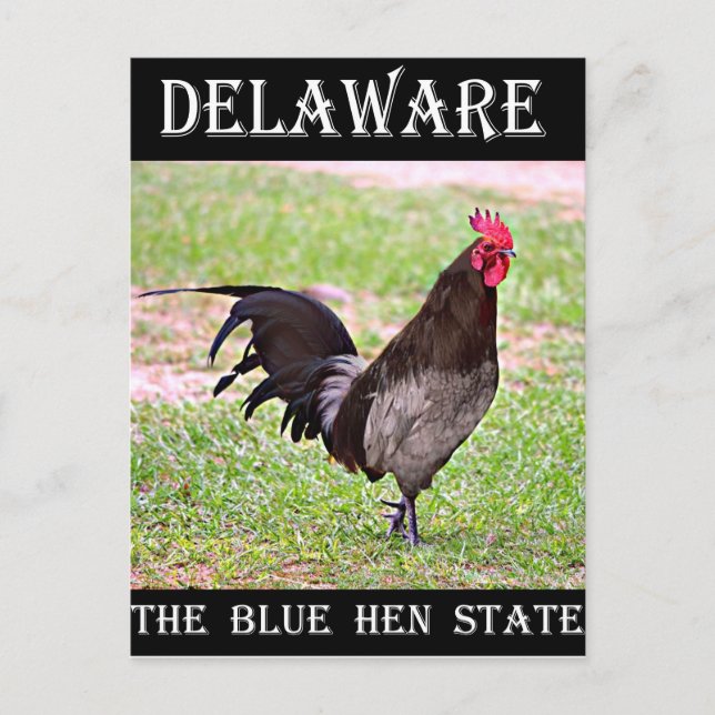Delaware Blue Hen (Rooster) Postcard (Front)