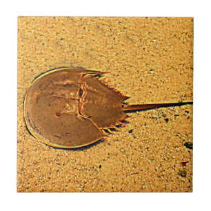 Delaware Horseshoe Crab Tile