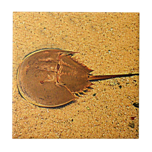 Delaware Horseshoe Crab Tile (Front)