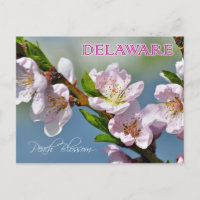 Delaware State Flower: Peach Blossom