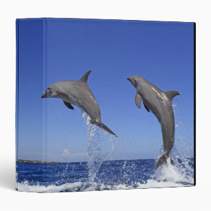 Delfin,Delphin,Grosser Tuemmler,Tursiops 3 Binder