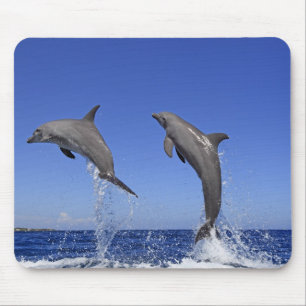 Delfin,Delphin,Grosser Tuemmler,Tursiops 3 Mouse Pad