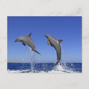 Delfin,Delphin,Grosser Tuemmler,Tursiops 3 Postcard