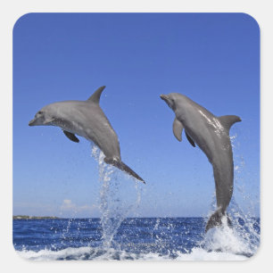 Delfin,Delphin,Grosser Tuemmler,Tursiops 3 Square Sticker