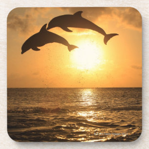 Delfin,Delphin,Grosser Tuemmler,Tursiops Coaster