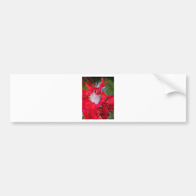 Delicate Beauty: Red Flower with White Feather Bumper Sticker (Front)