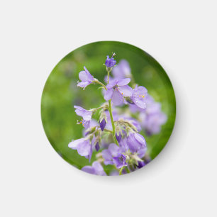 Delicate blue flowers on a green field in a spring magnet