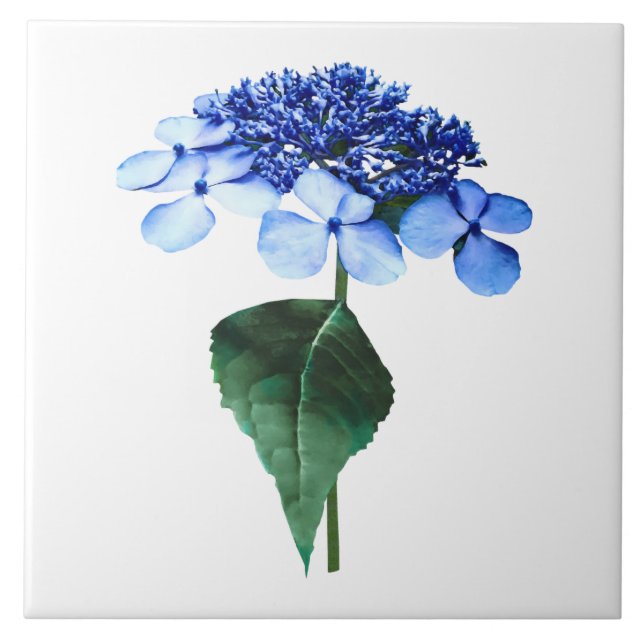 Delicate Blue Lacecap Hydrangea Tile (Front)