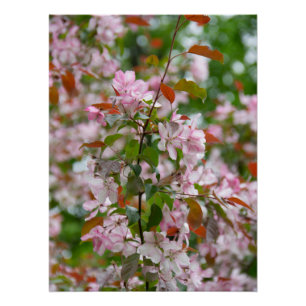 Delicate branch with flowers apple tree poster