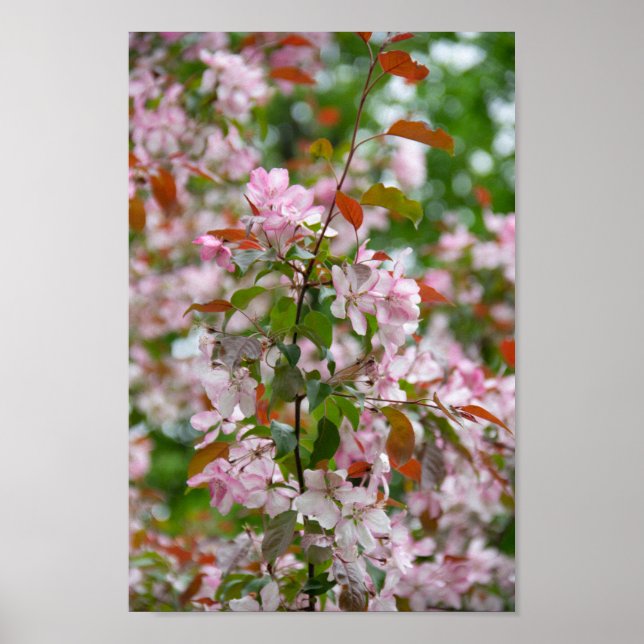 Delicate branch with flowers apple tree poster (Front)